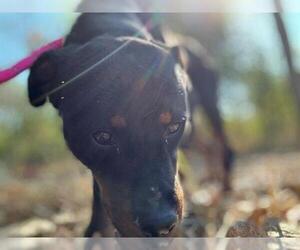 Rottweiler Dogs for adoption in Peoria, IL, USA