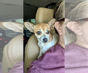 Chihuahua-Unknown Mix Dogs for adoption in Mooresville, NC, USA