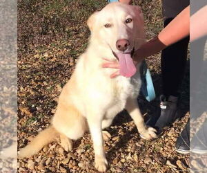 German Shepherd Dog-Huskies  Mix Dogs for adoption in Bristol, CT, USA