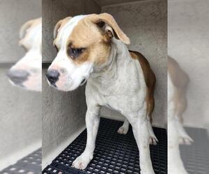 American Staffordshire Terrier-Unknown Mix Dogs for adoption in San Antonio, TX, USA