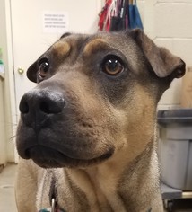 Chinese Shar-Pei-Unknown Mix Dogs for adoption in Amarillo, TX, USA