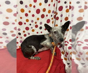 Chihuahua-Unknown Mix Dogs for adoption in Modesto, CA, USA