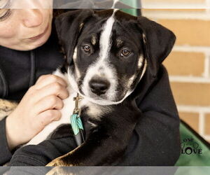 Mutt Dogs for adoption in Mount Laurel, NJ, USA