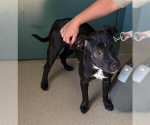 Feist Terrier-Unknown Mix Dogs for adoption in Newton, NC, USA
