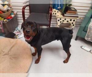 Rottweiler Dogs for adoption in Mt. Gilead, OH, USA