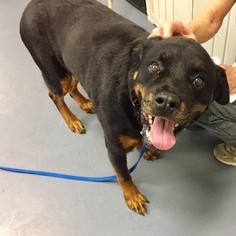 Rottweiler Dogs for adoption in Dahlgren, VA, USA