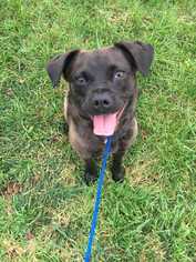 Pug Dogs for adoption in Sylmar, CA, USA