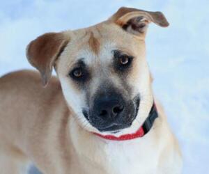 Black Mouth Cur-Unknown Mix Dogs for adoption in Mankato, MN, USA