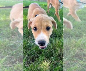 Mutt Dogs for adoption in New London, WI, USA