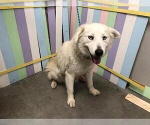 Great Pyrenees Dogs for adoption in Rosenberg, TX, USA