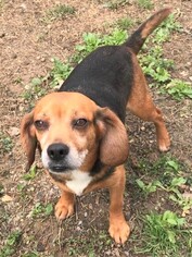 Beagle Dogs for adoption in Genesee, WI, USA