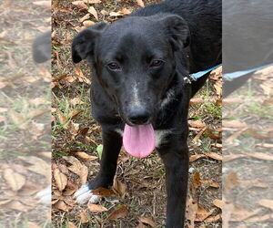 Labrador Retriever-Unknown Mix Dogs for adoption in Attalka, AL, USA