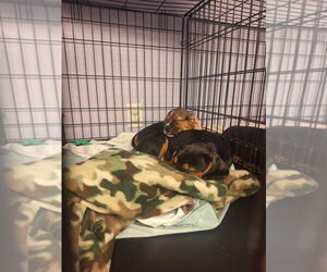 Beabull Dogs for adoption in Gloversville, NY, USA