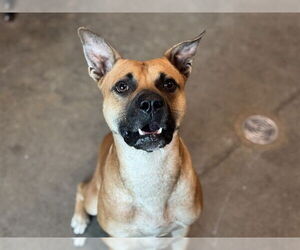 Black Mouth Cur-Unknown Mix Dogs for adoption in Tavares, FL, USA