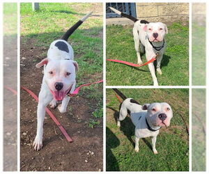 Boxer-Unknown Mix Dogs for adoption in San Antonio, TX, USA