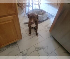 Mutt Dogs for adoption in Holly Springs, NC, USA