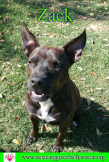 American Staffordshire Terrier-Plott Hound Mix Dogs for adoption in Pensacola, FL, USA