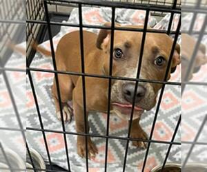 American Pit Bull Terrier-Unknown Mix Dogs for adoption in Texas City, TX, USA