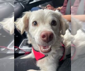 Coton de Tulear-Unknown Mix Dogs for adoption in Auburn, WA, USA