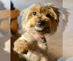 Mutt Dogs for adoption in Bon Carbo, CO, USA