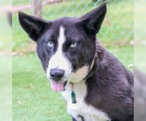 Border Collie-Unknown Mix Dogs for adoption in Gainesville, GA, USA