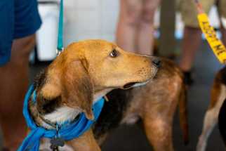 Medium Photo #1 English Foxhound-Unknown Mix Puppy For Sale in Durham, NC, USA