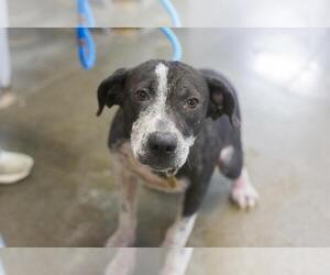 Collie-Labrador Retriever Mix Dogs for adoption in Mountain Home, AR, USA