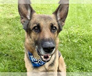 German Shepherd Dog Dogs for adoption in Pueblo, CO, USA