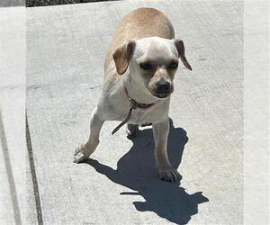 Chihuahua-Unknown Mix Dogs for adoption in Santa Rosa, CA, USA