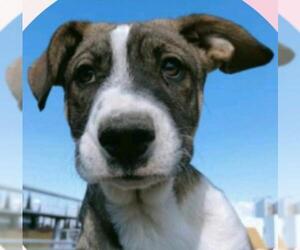American Staffordshire Terrier-Beagle Mix Dogs for adoption in El Cajon, CA, USA