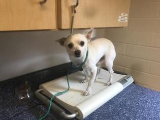 Chiranian Dogs for adoption in Camarillo, CA, USA