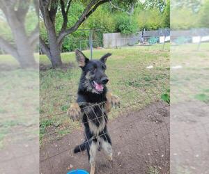 German Shepherd Dog-Unknown Mix Dogs for adoption in San Antonio, TX, USA