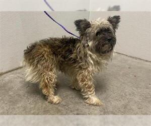 Cairn Terrier Dogs for adoption in Rosenberg, TX, USA