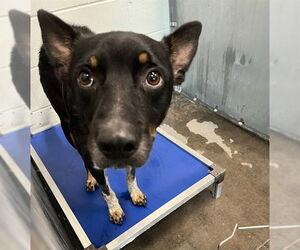 Australian Kelpie-Unknown Mix Dogs for adoption in Tavares, FL, USA