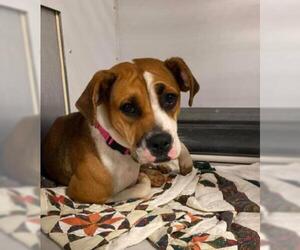 Bogle Dogs for adoption in Kansas City, MO, USA