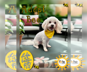 Poodle (Toy) Dogs for adoption in Menifee, CA, USA