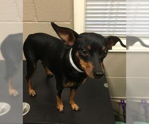 Miniature Pinscher Dogs for adoption in Washougal, WA, USA