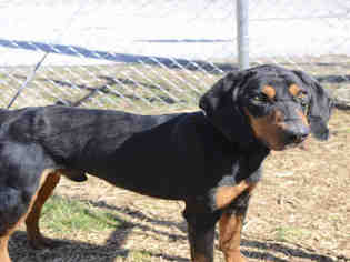 Black and Tan Coonhound Dogs for adoption in Waynesville, NC, USA