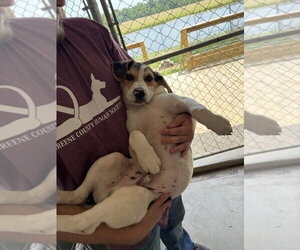 Mutt Dogs for adoption in Linton, IN, USA