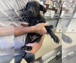 Labrador Retriever Dogs for adoption in Stockton, CA, USA