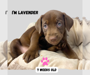 Mountain Cur-Plott Hound Mix Dogs for adoption in GILBERTS, IL, USA