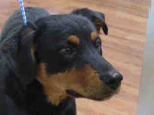 Rottweiler Dogs for adoption in Ojai, CA, USA