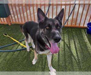 German Shepherd Dog-Unknown Mix Dogs for adoption in Las Vegas, NV, USA