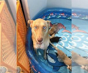 Huskies -Unknown Mix Dogs for adoption in San Antonio, TX, USA