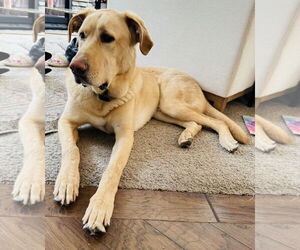 German Shepherd Dog-Great Dane Mix Dogs for adoption in Princeton, MN, USA