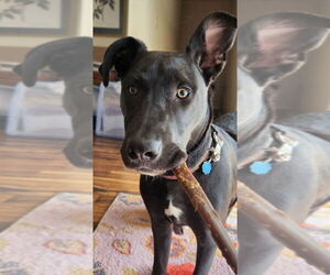 Mutt Dogs for adoption in St. Augustine, FL, USA