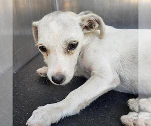 Chihuahua-Unknown Mix Dogs for adoption in San Antonio, TX, USA