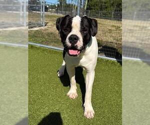Boxer-Unknown Mix Dogs for adoption in Naples, FL, USA