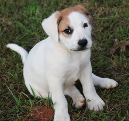 Lab-Pointer Dogs for adoption in Monroe, GA, USA