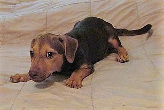 Chiweenie Dogs for adoption in Glenwood, GA, USA
